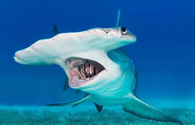 겉모습만 보고 판단하면 안되는 상어들 | 인스티즈