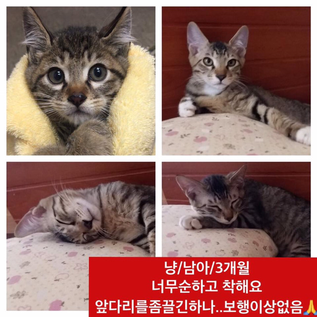 안락사명단 19마리 강아지 고양이 보고가줘..ㅠㅠ | 인스티즈