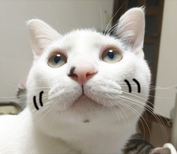 고양이가 귀여운 과학적인 이유 | 인스티즈