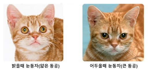 고양이의 대한 지식이 많았던 조선시대 | 인스티즈