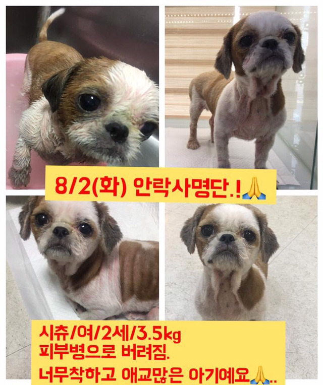 안락사명단 19마리 강아지 고양이 보고가줘..ㅠㅠ | 인스티즈