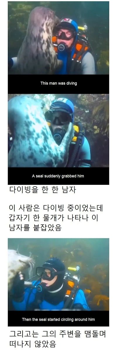 인간이 수영 못 한다고 생각한 물범 | 인스티즈