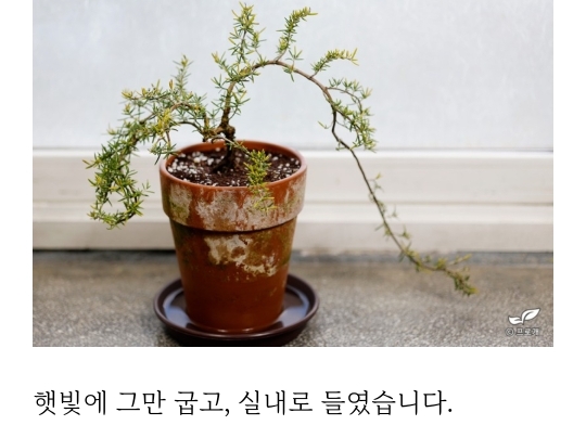 스벅 음료 장식이었던 로즈마리 키워낸 드루이드 | 인스티즈