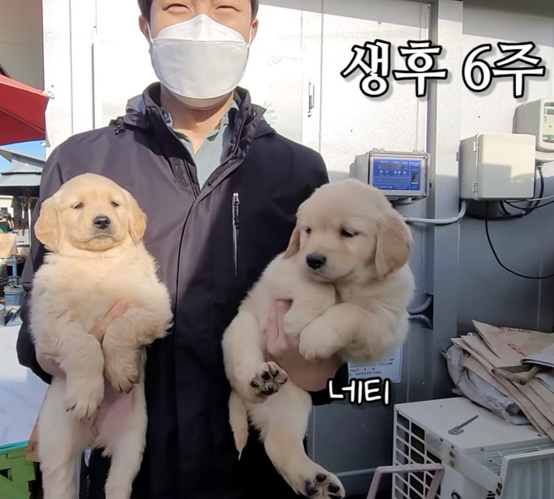 골든 리트리버 생후 3주차, 4주차, 6주차 비교.jpg | 인스티즈
