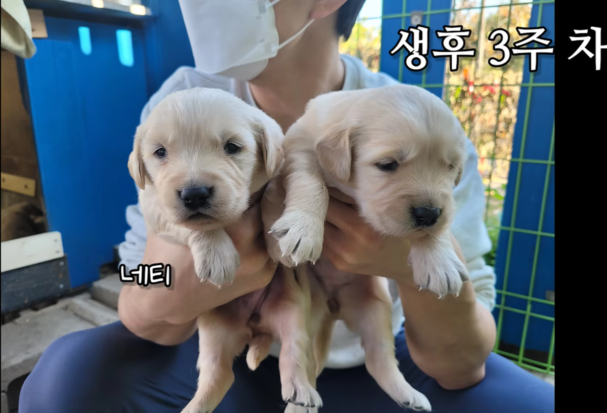 골든 리트리버 생후 3주차, 4주차, 6주차 비교.jpg | 인스티즈