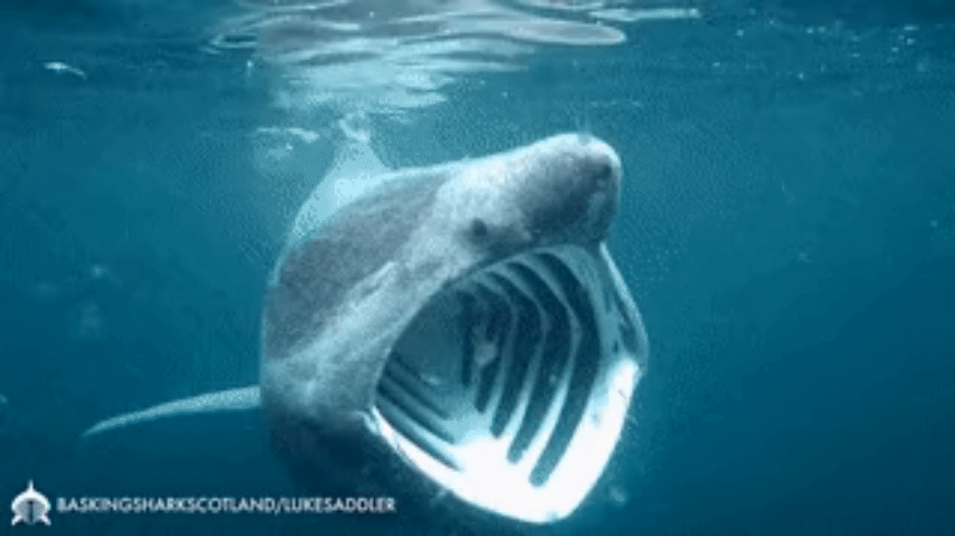 겉모습만 보고 판단하면 안되는 상어들 | 인스티즈