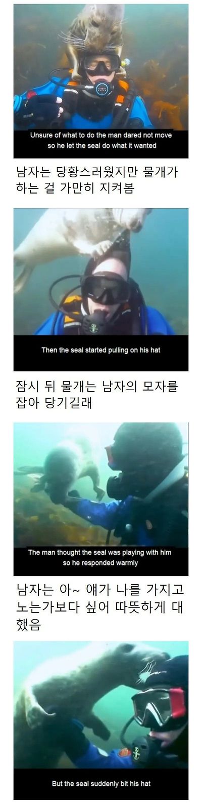인간이 수영 못 한다고 생각한 물범 | 인스티즈