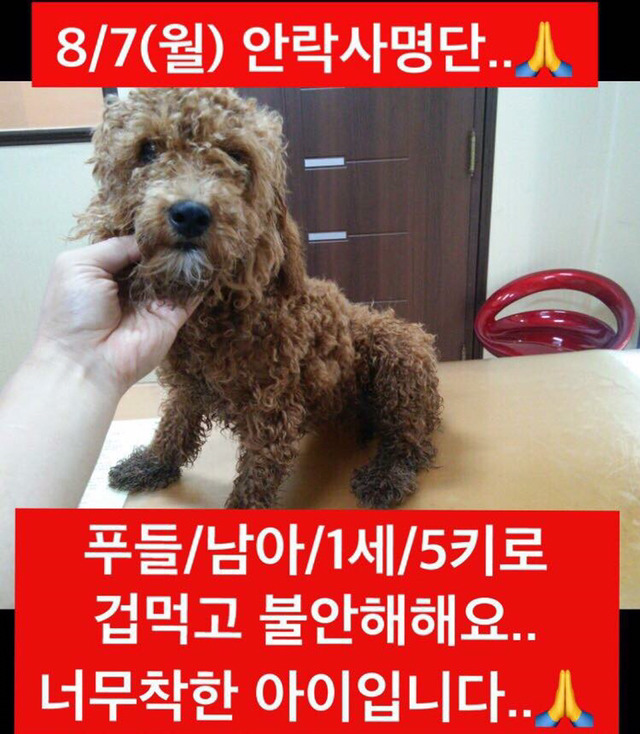 안락사명단 19마리 강아지 고양이 보고가줘..ㅠㅠ | 인스티즈