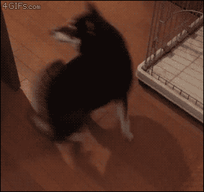 밥달라고!!.gif | 인스티즈