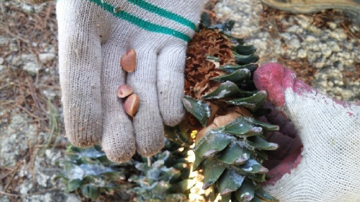 잣 열매가 개비싼 이유 | 인스티즈