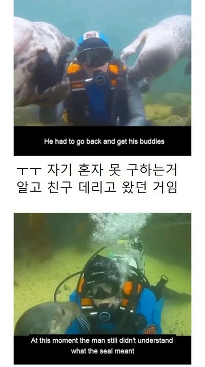 인간이 수영 못 한다고 생각한 물범 | 인스티즈