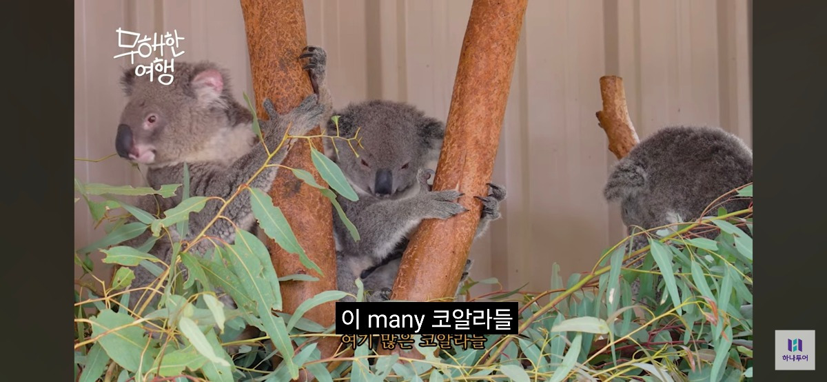 상당히 mz한 담당자가 들어온것 같다는 하나투어 유튜브 근황 | 인스티즈