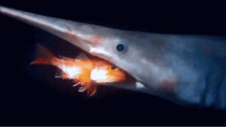 겉모습만 보고 판단하면 안되는 상어들 | 인스티즈