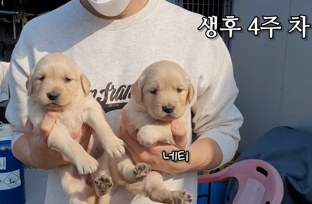 골든 리트리버 생후 3주차, 4주차, 6주차 비교.jpg | 인스티즈