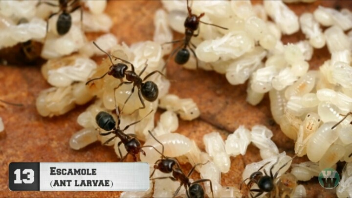 약혐)세계에서 가장 역겨운 음식 TOP 20.jpg | 인스티즈