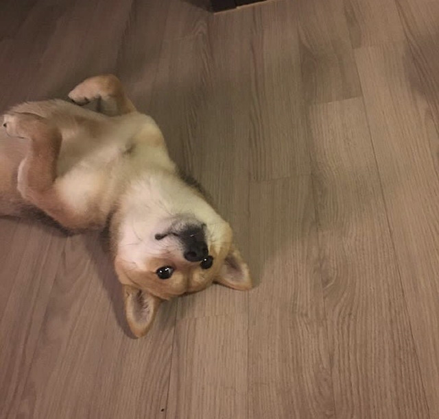 연예인들의 반려동물 | 인스티즈