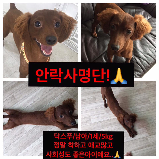 안락사명단 19마리 강아지 고양이 보고가줘..ㅠㅠ | 인스티즈