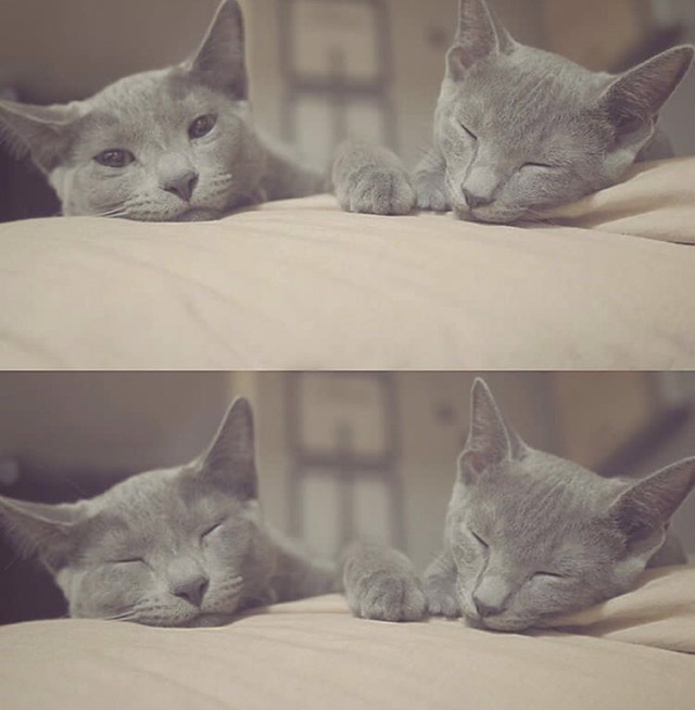 연예인들의 반려동물 | 인스티즈