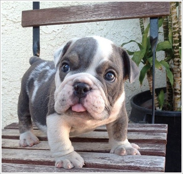 불독이 못생겼다는 편견을 가지고 있다면 드루와. 짱덕킹 잉글리쉬 불독에 대하여 | 인스티즈