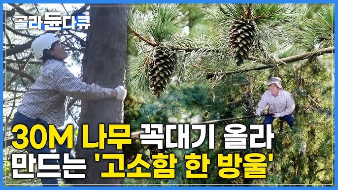 잣 열매가 개비싼 이유 | 인스티즈