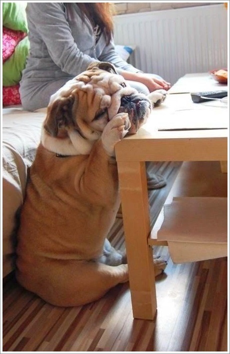 불독이 못생겼다는 편견을 가지고 있다면 드루와. 짱덕킹 잉글리쉬 불독에 대하여 | 인스티즈