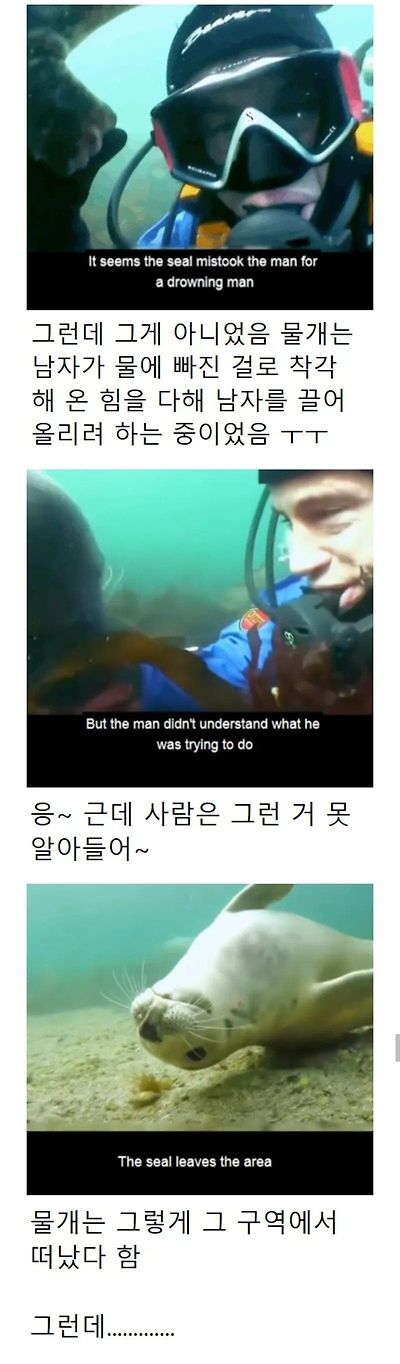 인간이 수영 못 한다고 생각한 물범 | 인스티즈