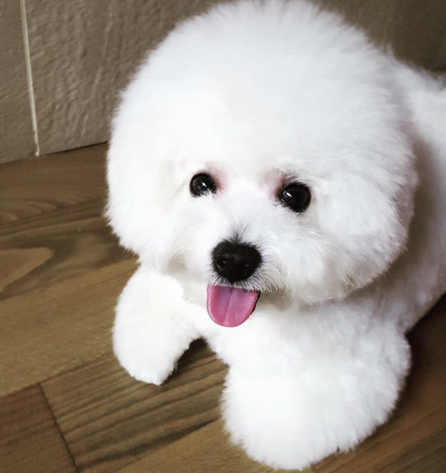 연예인들의 반려동물 | 인스티즈