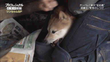 일본의 강아지 훈육법(학대주의).gif | 인스티즈
