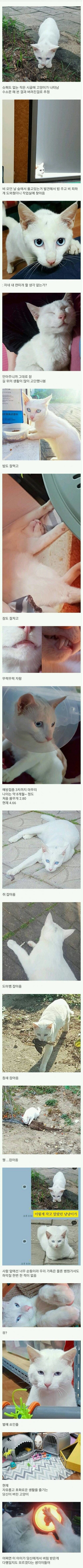 버림받은 고양이.jpg | 인스티즈