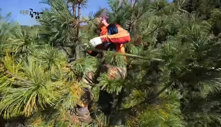 잣 열매가 개비싼 이유 | 인스티즈