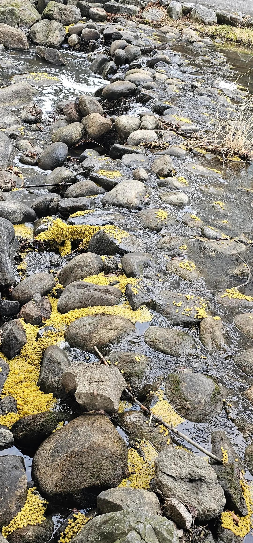 강에다가 스펀지를 누가 대량으로 버려서 난리가 남 | 인스티즈