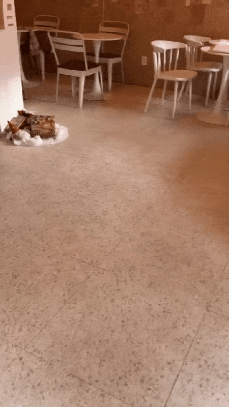 "이미 죽은 줄 알았어요"…6년 전 잃어버린 반려견이 돌아왔다 | 인스티즈