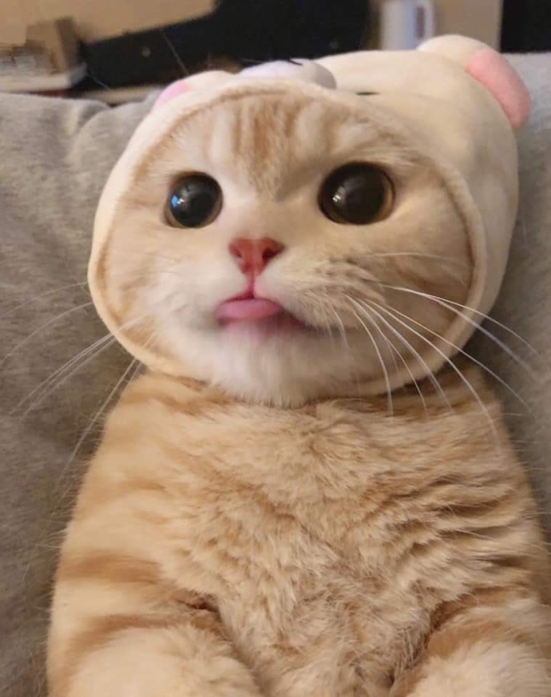 고양이가 귀여운 과학적인 이유 | 인스티즈