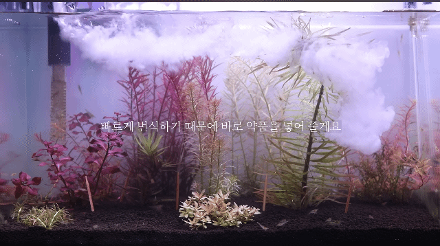 시간 + 돈 + 미감 + 부지런함을 요구하는 취미 | 인스티즈