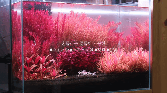 시간 + 돈 + 미감 + 부지런함을 요구하는 취미 | 인스티즈