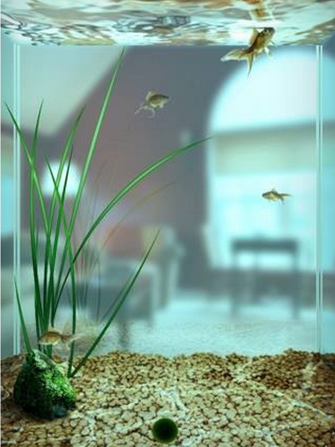 요즘 핫하다는 마리모, 잘 키우는 10가지 방법 | 인스티즈