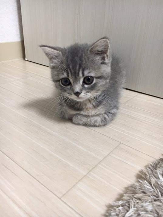 고양이 분양 사기.jpg | 인스티즈