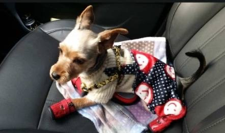 "이미 죽은 줄 알았어요"…6년 전 잃어버린 반려견이 돌아왔다 | 인스티즈