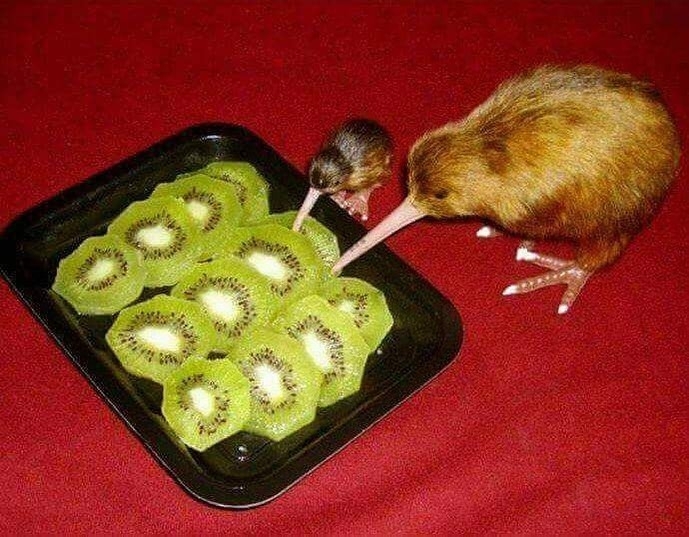 알고나면 못먹는다는 키위의 진실........jpg | 인스티즈