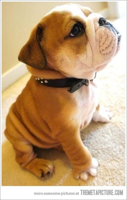 불독이 못생겼다는 편견을 가지고 있다면 드루와. 짱덕킹 잉글리쉬 불독에 대하여 | 인스티즈