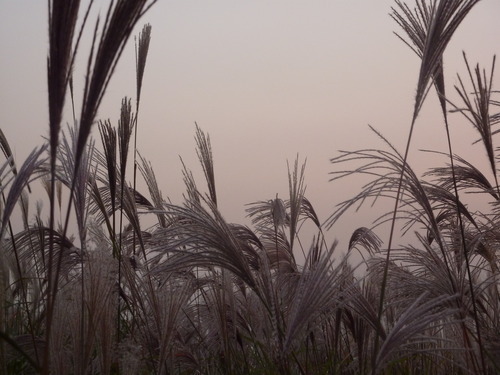 그대는 이 나라 어디 언덕에 풀꽃으로 흔들리느냐 | 인스티즈