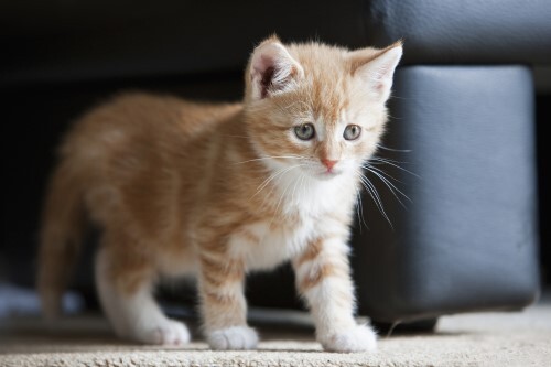 고양이가 귀여운 과학적인 이유 | 인스티즈