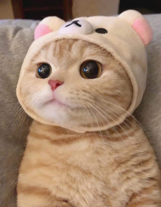 고양이의 대한 지식이 많았던 조선시대 | 인스티즈