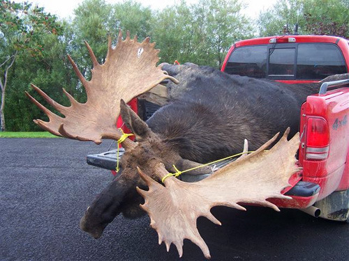 북미 사슴 무스 실제 크기 | 인스티즈