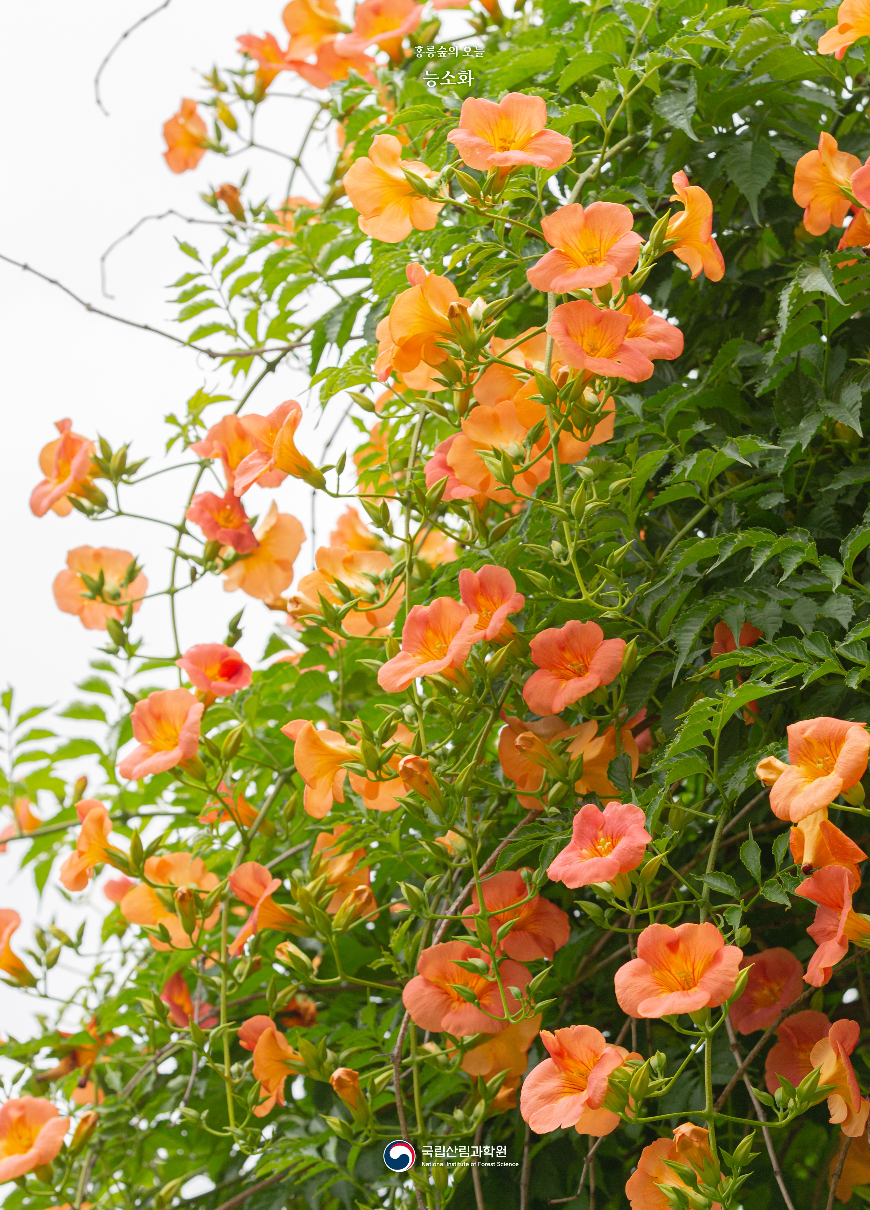 최근 몇 년 사이 인기가 많아진 거 같은 꽃 | 인스티즈