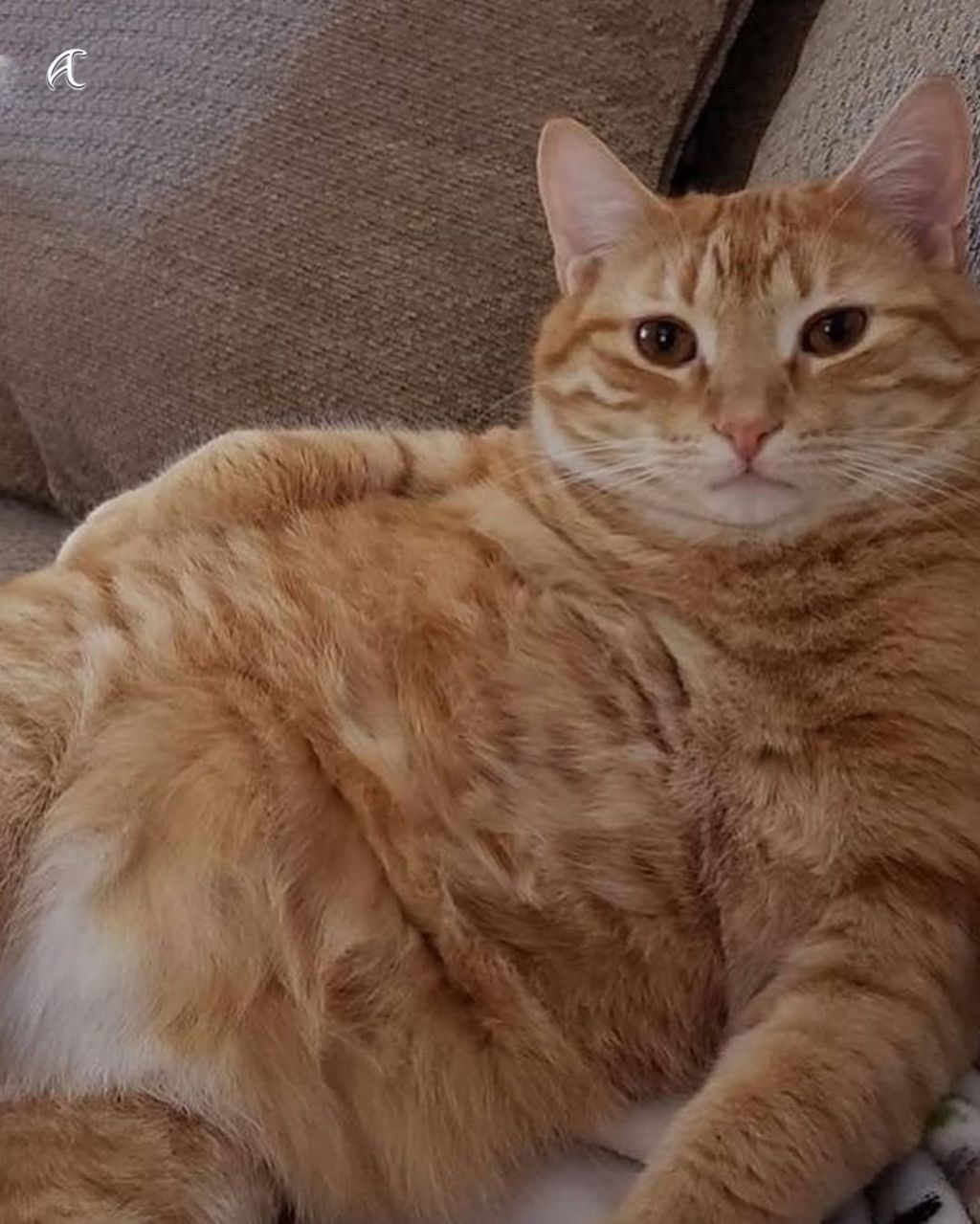 비만 고양이를 위한 묘운자로 임상중 | 인스티즈