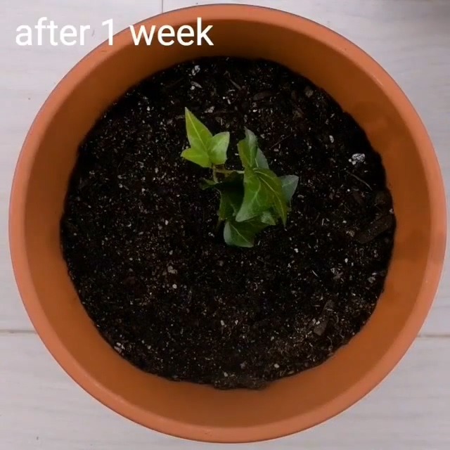 집에서 손 쉽게 키위바나나 재배하는 법.jpgif | 인스티즈