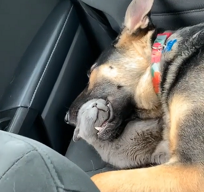 강아지 입안에서 잠든 고양이 | 인스티즈