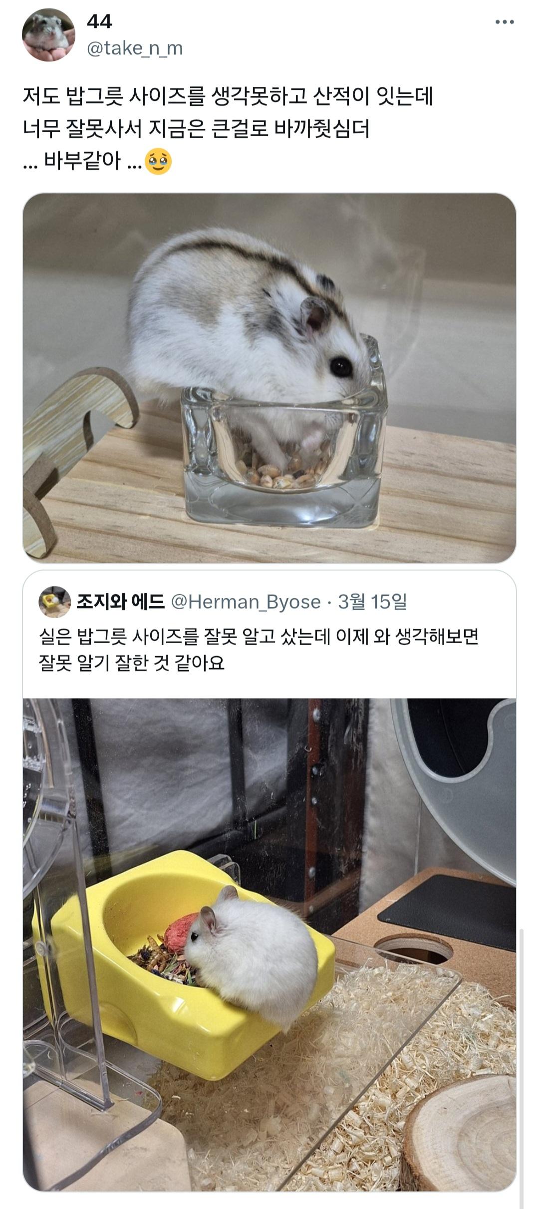 밥그릇 잘못 구입한 햄스터 주인들 | 인스티즈