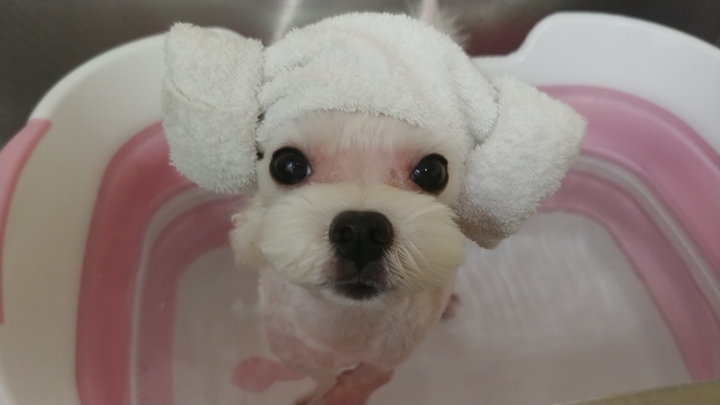 어느 애견미용사의 은밀한 취미.jpg | 인스티즈